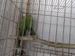 Indian Ringneck for sale
