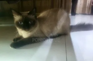 1+ Year Female Mixed Breed Persian