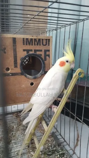 Cockatiel Birds for Sale
