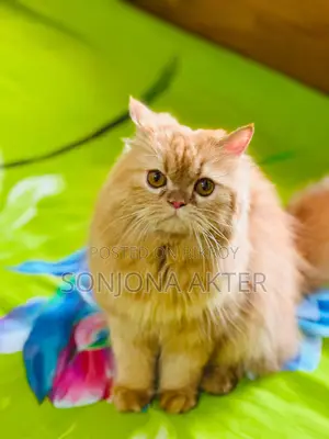 1+ Year Female Purebred Persian