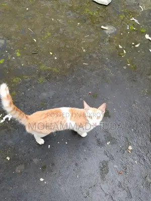 6-12 Months Female Mixed Breed Bengal