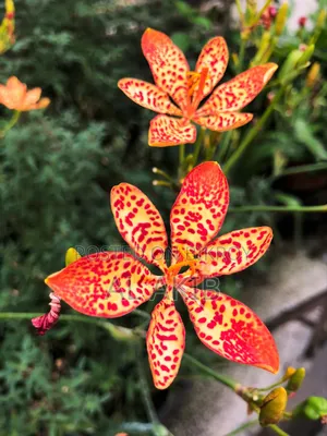 Flower Plants