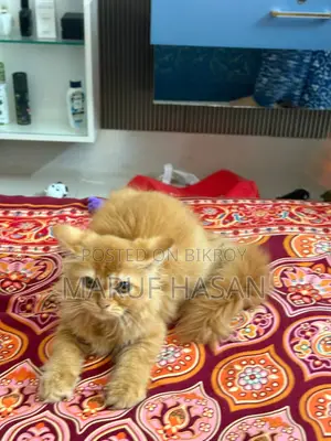 1-3 months Male Purebred Persian