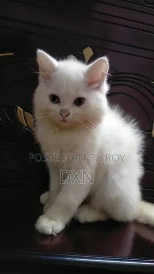 6-12 Months Female Purebred Persian