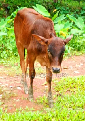 শাহিওয়াল বকনা বাচ্চা