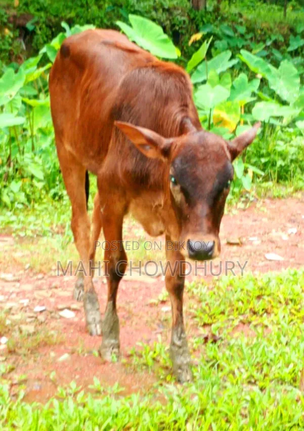 শাহিওয়াল বকনা বাচ্চা