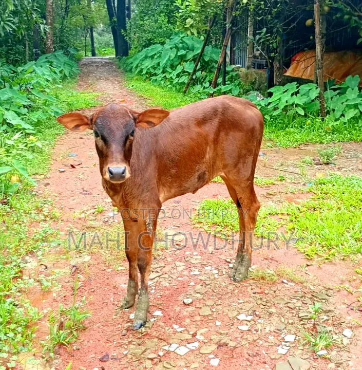 শাহিওয়াল বকনা বাচ্চা