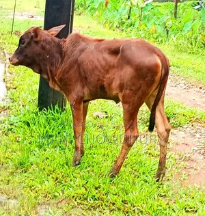 শাহিওয়াল বকনা বাচ্চা