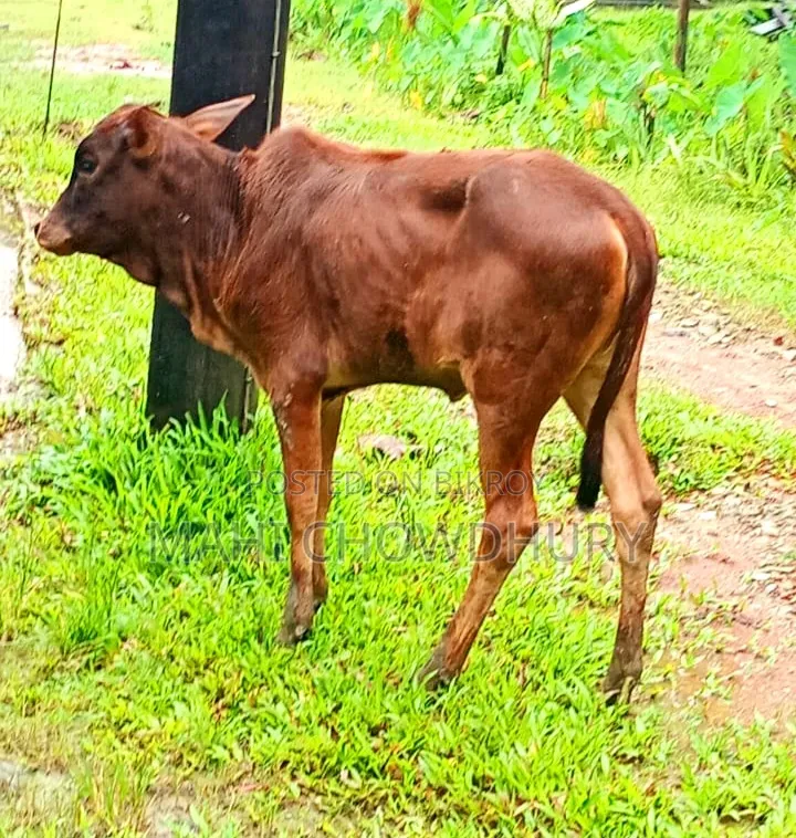 শাহিওয়াল বকনা বাচ্চা
