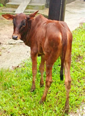 শাহিওয়াল বকনা বাচ্চা