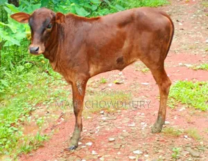 শাহিওয়াল বকনা বাচ্চা