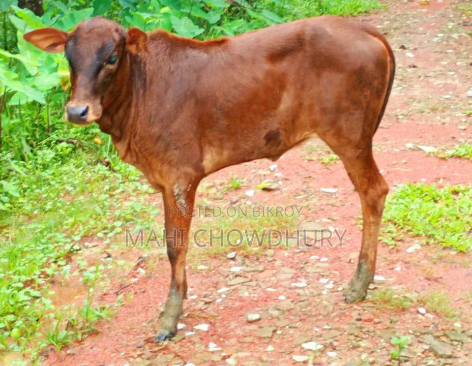 শাহিওয়াল বকনা বাচ্চা