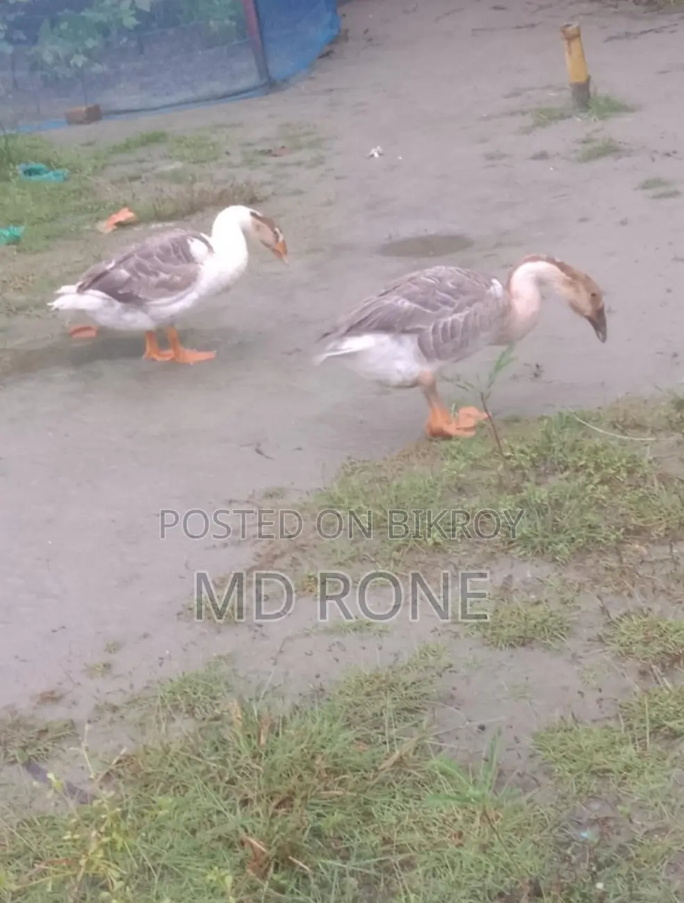 Male and Female King Duck for sale