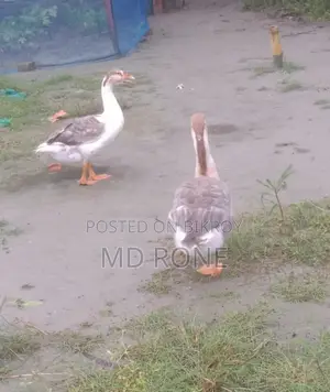 Male and Female King Duck for sale
