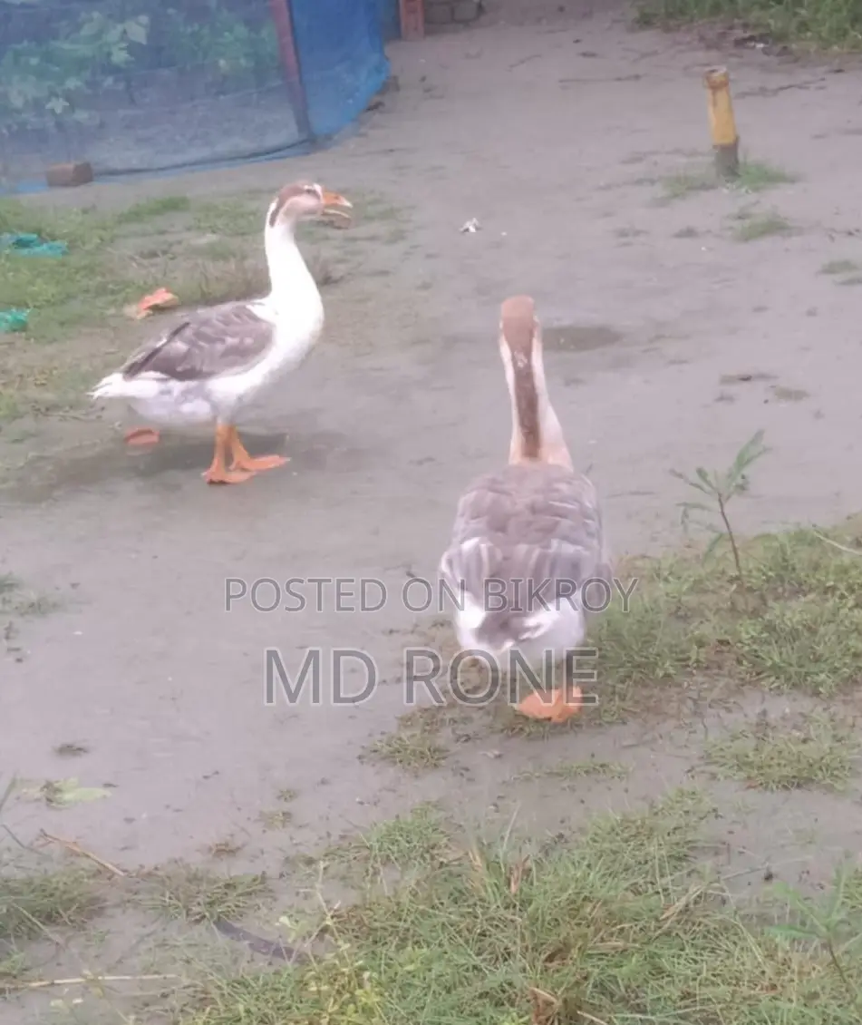 Male and Female King Duck for sale