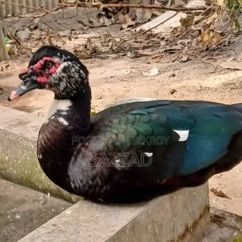 Chinese ducks laying eggs, newly running