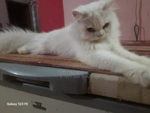 3-6 Months Male Purebred Persian