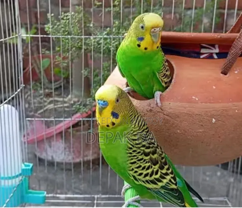 New Pair of Budgerigar Adult