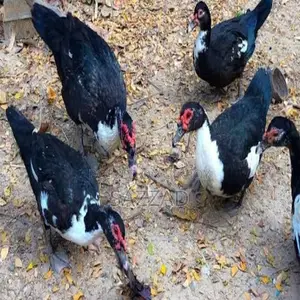 Chinese ducks laying eggs, newly running