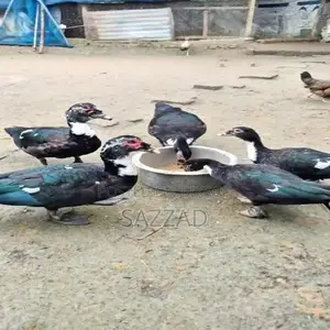 Chinese ducks laying eggs, newly running