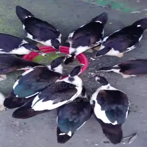 Chinese ducks laying eggs, newly running