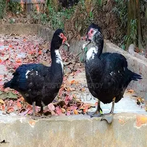 Chinese ducks laying eggs, newly running