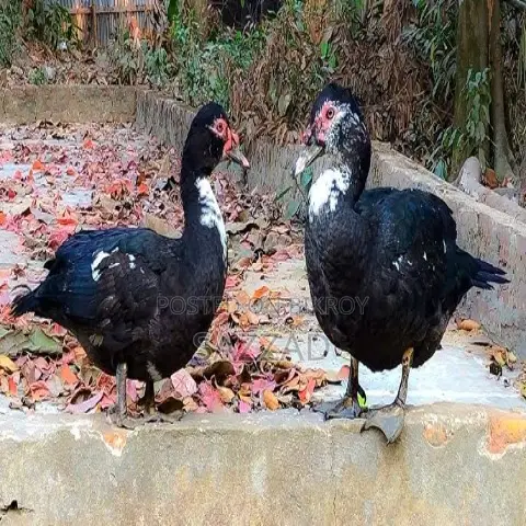 Chinese ducks laying eggs, newly running