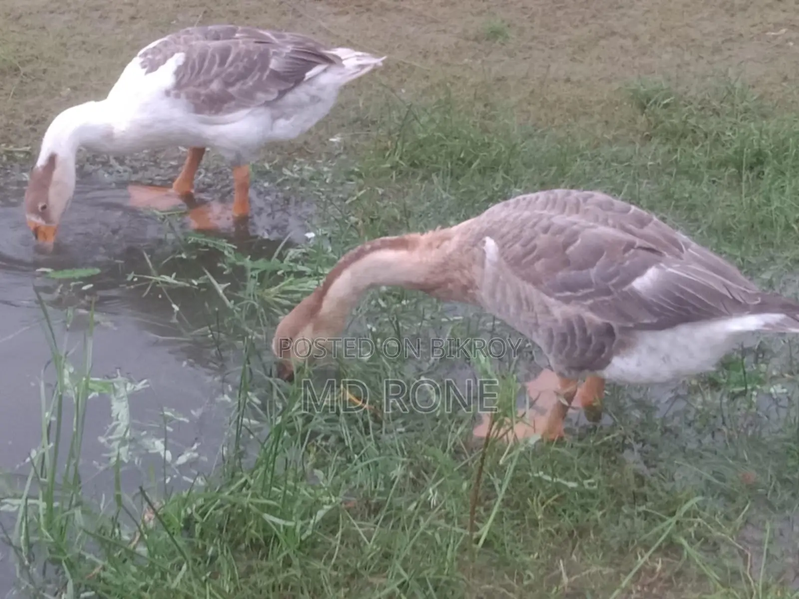 Male and Female King Duck for sale