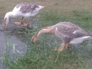 Male and Female King Duck for sale