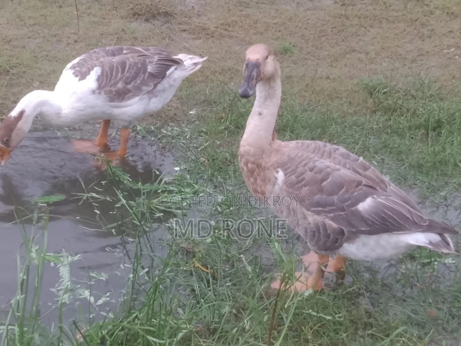 Male and Female King Duck for sale