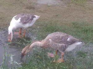 Male and Female King Duck for sale