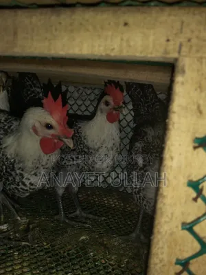 ৩ টি ফাওমি মোরগ বিক্রি করা হবে