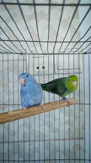 Forpus Pair