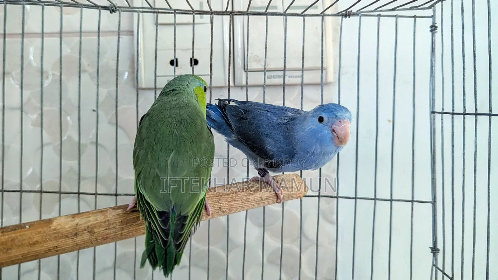 Forpus Pair
