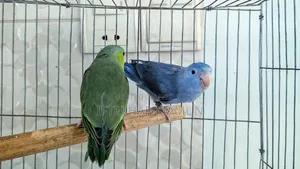 Forpus Pair