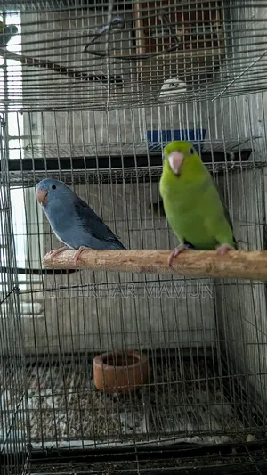 Forpus Pair