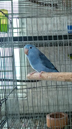 Forpus Pair