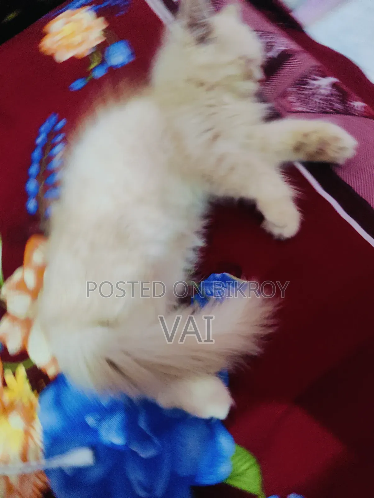 1-3 Months Female Purebred Persian