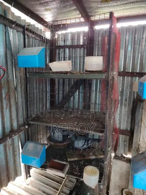খাঁচা বিক্রি হবে ১৮"×২৪" ২টা খাঁচা