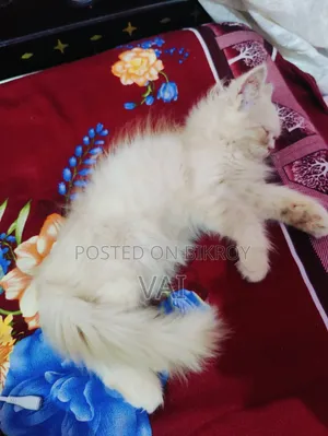1-3 Months Female Purebred Persian Cat
