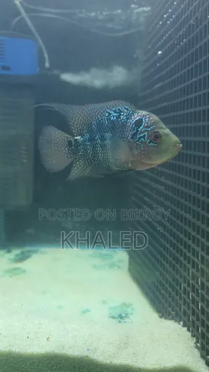Flowerhorn Female 4"+