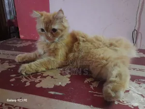 3-6 Months Female Purebred Persian Cat