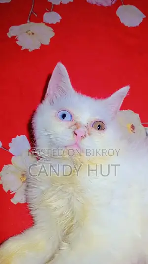 3-6 Months Female Purebred Persian