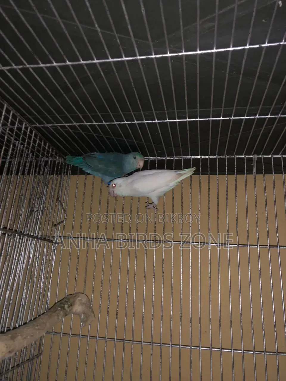 FORPUS Semi-Adult Pair