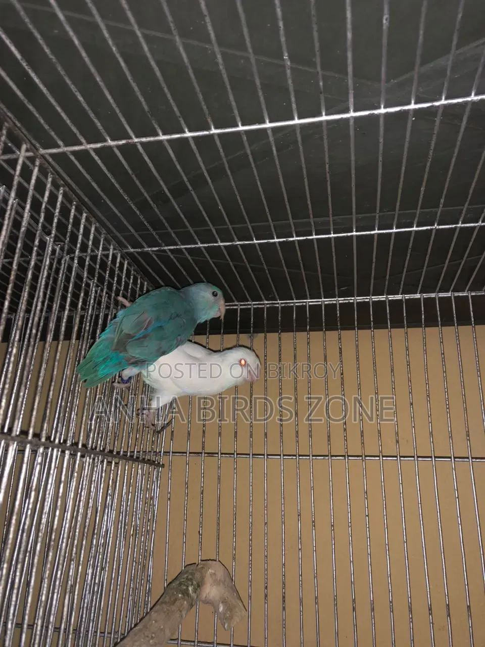 FORPUS Semi-Adult Pair