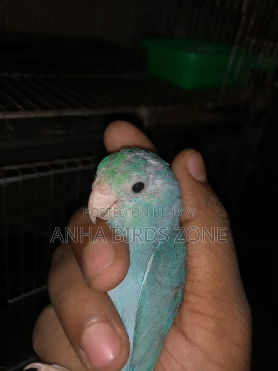 FORPUS Semi-Adult Pair