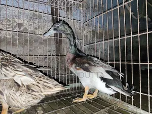 দেশী হাঁস ৩ টা