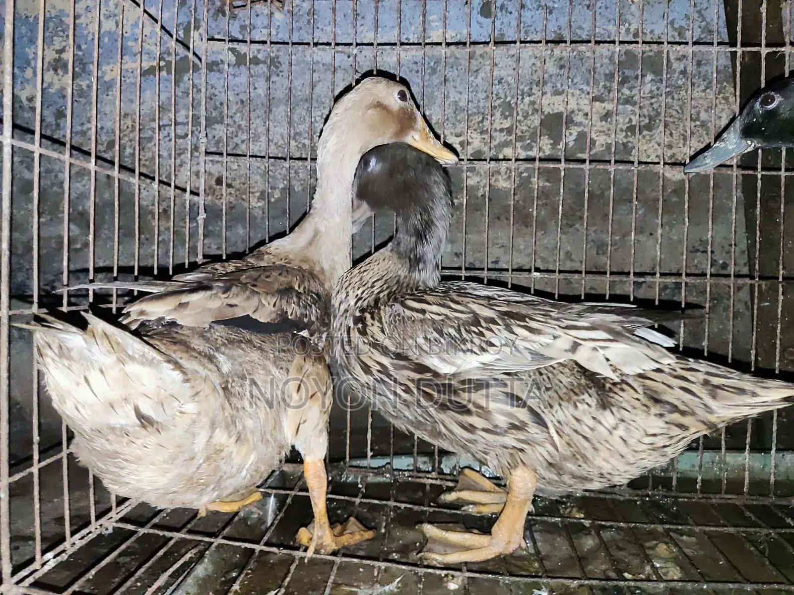 দেশী হাঁস ৩ টা