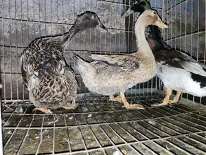 দেশী হাঁস ৩ টা