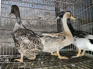 দেশী হাঁস ৩ টা